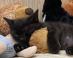Кошки в Москве: Черный Коржик. Котенок 1,5 мес в добрые руки. Мальчик, Бесплатно - фото 2