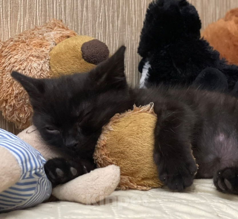 Кошки в Москве: Черный Коржик. Котенок 1,5 мес в добрые руки. Мальчик, Бесплатно - фото 2