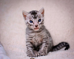 Кошки в Москве: бенгальский котенок серебро Мальчик, 60 000 руб. - фото 2