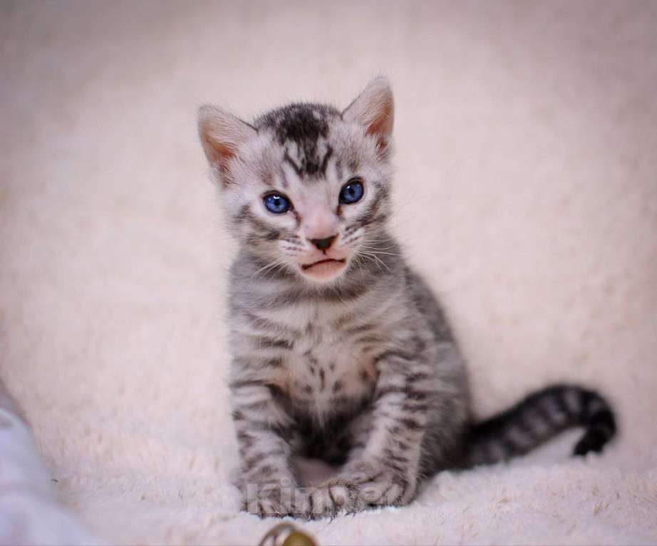 Кошки в Москве: бенгальский котенок серебро Мальчик, 60 000 руб. - фото 2