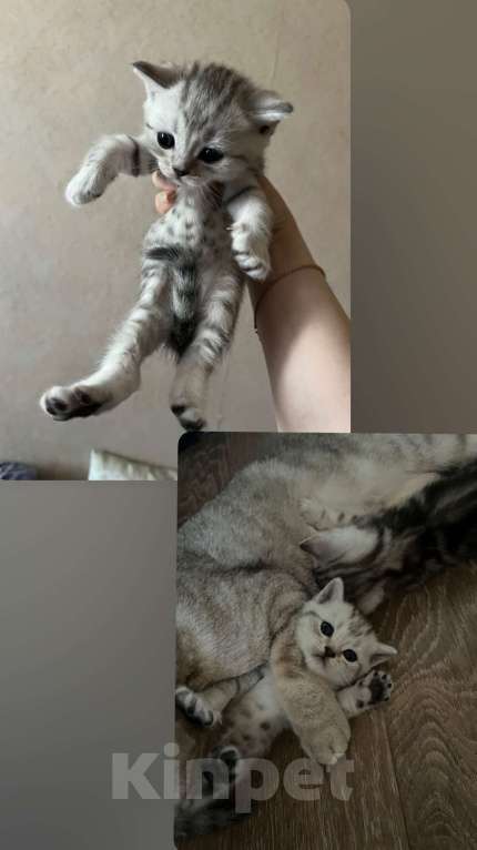 Кошки в Кемерово: Шотландские котята Девочка, 5 000 руб. - фото 4