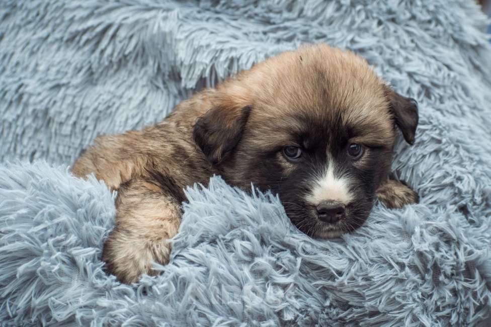 Собаки в Москве: Щенок 2х месяцев Пума ищет дом Девочка, Бесплатно - фото 3