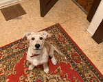 Собаки в Москве: Лаки. Щенок кобель, метис ретривера, 5 месяцев. Мальчик, Бесплатно - фото 3