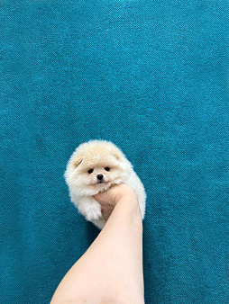 Великолепный мальчик