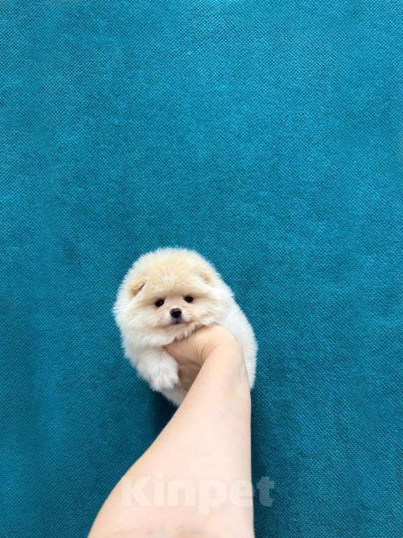 Собаки в Москве: Великолепный мальчик Мальчик, 25 000 руб. - фото 1