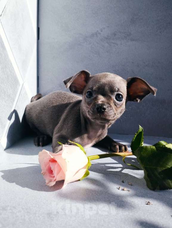 Собаки в Москве: Голубая девочка щенок чихуахуа Девочка, 40 000 руб. - фото 4