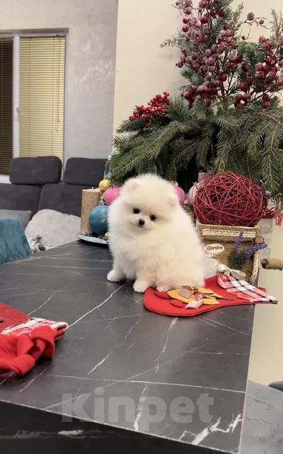 Собаки в Москве: Померанские щенки шпица SUPER VIP mini (мишка) Девочка, 35 000 руб. - фото 7