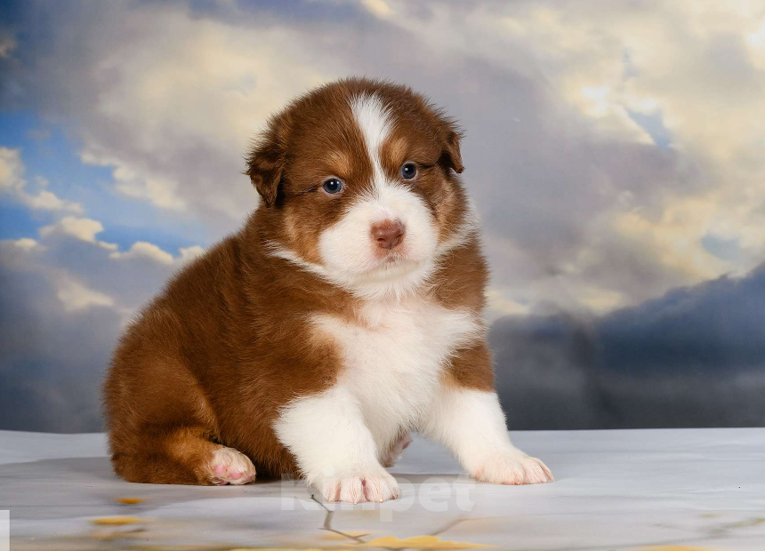 Собаки в Звенигороде: Щенки австралийской овчарки  Рождение 02.06.2025 Девочка, 60 000 руб. - фото 2