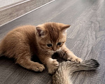 Кошки в Одинцово: Шотландский котенок - золотой Мальчик, 25 000 руб. - фото 6