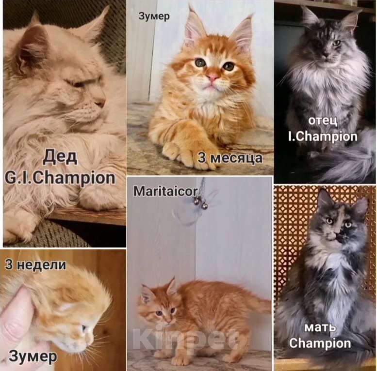 Кошки в других городах Ярославской области: Котенок мейн кун Мальчик, Бесплатно - фото 10