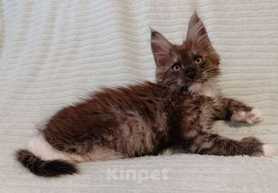 Кошки в Москве: Мальчик полидакт черный дым с белым Мальчик, 80 000 руб. - фото 3