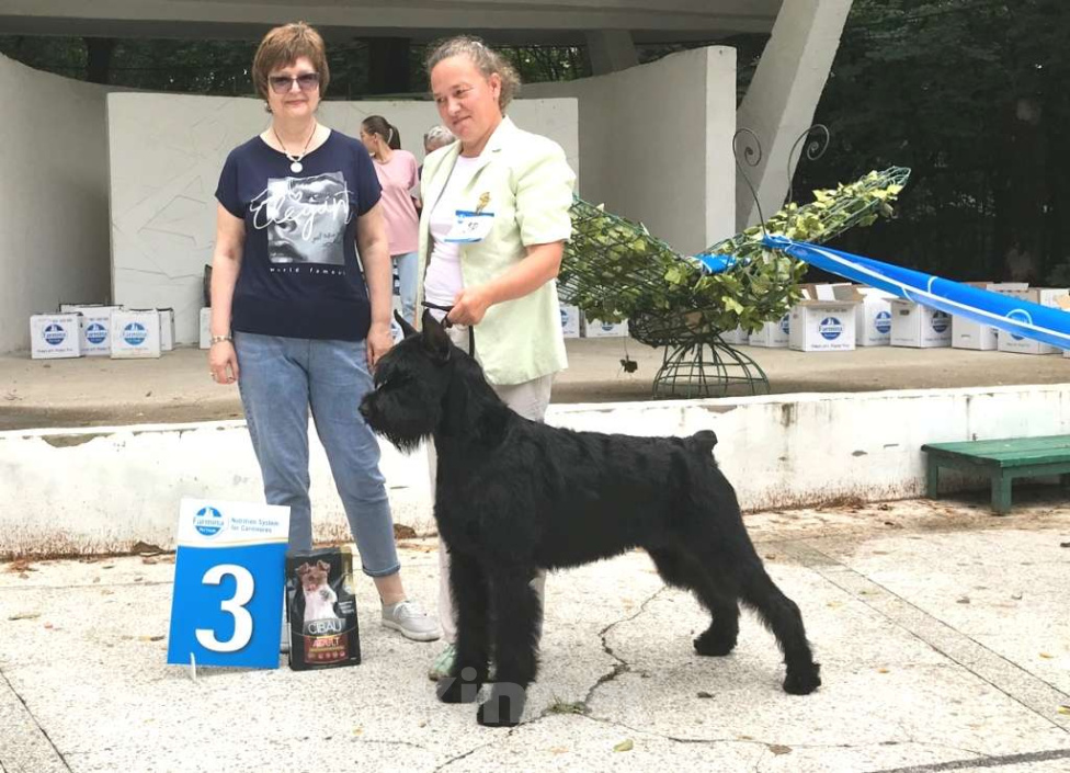 Собаки в Калуге: ризеншнауцер Мальчик, 120 000 руб. - фото 2