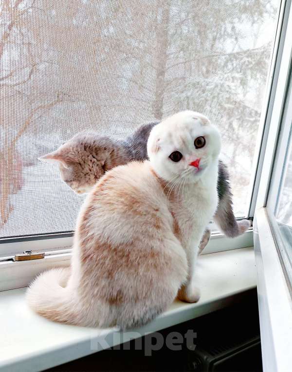 Кошки в Санкт-Петербурге: Шотландский котенок редкого окраса Мальчик, Бесплатно - фото 1