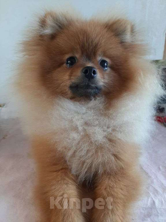 Собаки в Самаре: Шпиц Мальчик, 40 000 руб. - фото 3