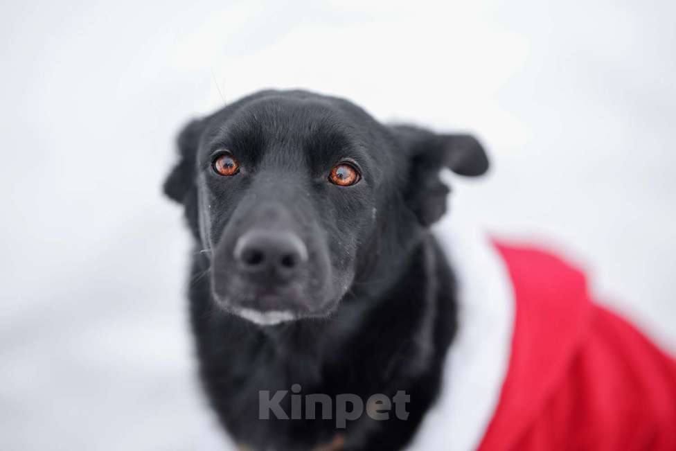Собаки в Москве: Черная собачка небольшая Амели в добрые руки Девочка, 1 руб. - фото 2