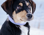 Собаки в Солнечногорске: Щенок в добрые руки Мальчик, Бесплатно - фото 1