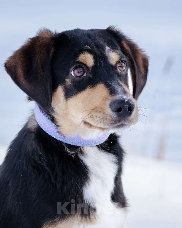 Собаки в Солнечногорске: Щенок в добрые руки Мальчик, Бесплатно - фото 1