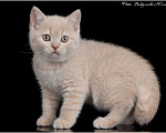 Кошки в Ливны: Котята Британские, 50 000 руб. - фото 5