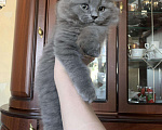 Кошки в Нытве: Котёнок, 6 500 руб. - фото 6