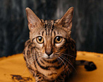 Кошки в Новороссийске: Котята породы Бенгальская кошка, 25 000 руб. - фото 2