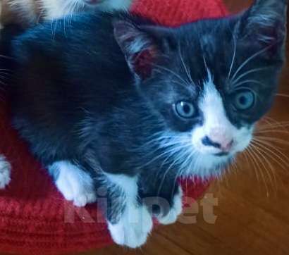 Кошки в других городах Краснодарского края: Феликс  Мальчик, Бесплатно - фото 2