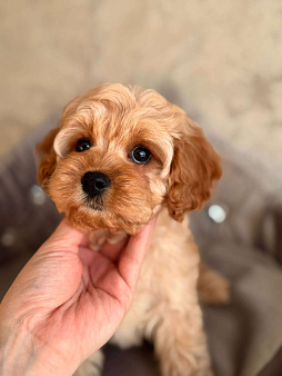 Кавапу щенок