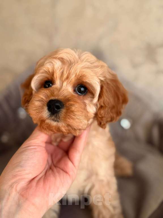 Собаки в Москве: Кавапу щенок Девочка, 120 000 руб. - фото 1