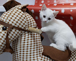 Кошки в Москве: Крошка Мину - как из мультика про котов-аристократов Девочка, Бесплатно - фото 1