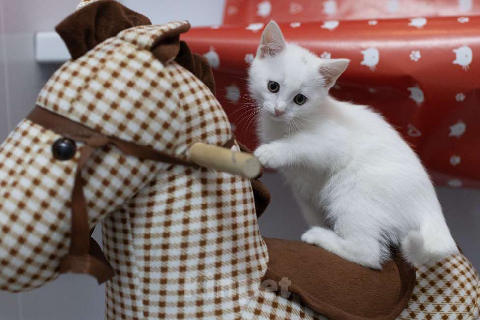 Кошки в Москве: Крошка Мину - как из мультика про котов-аристократов Девочка, Бесплатно - фото 1