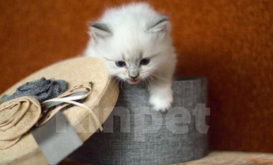 Кошки в Санкт-Петербурге: котенок невская маскарадная Девочка, 60 000 руб. - фото 5