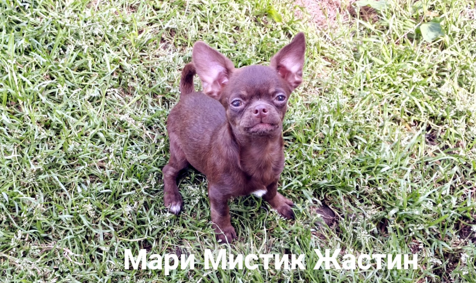 Собаки в Санкт-Петербурге: Щенок чихуахуа с гарантией Здоровья. Мальчик, 50 000 руб. - фото 4