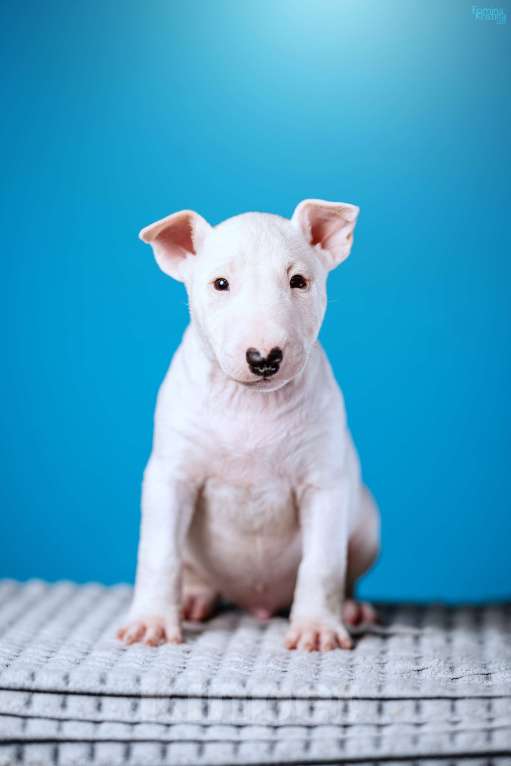 Собаки в Москве: Миниатюрный бультерьер Мальчик, 100 000 руб. - фото 4