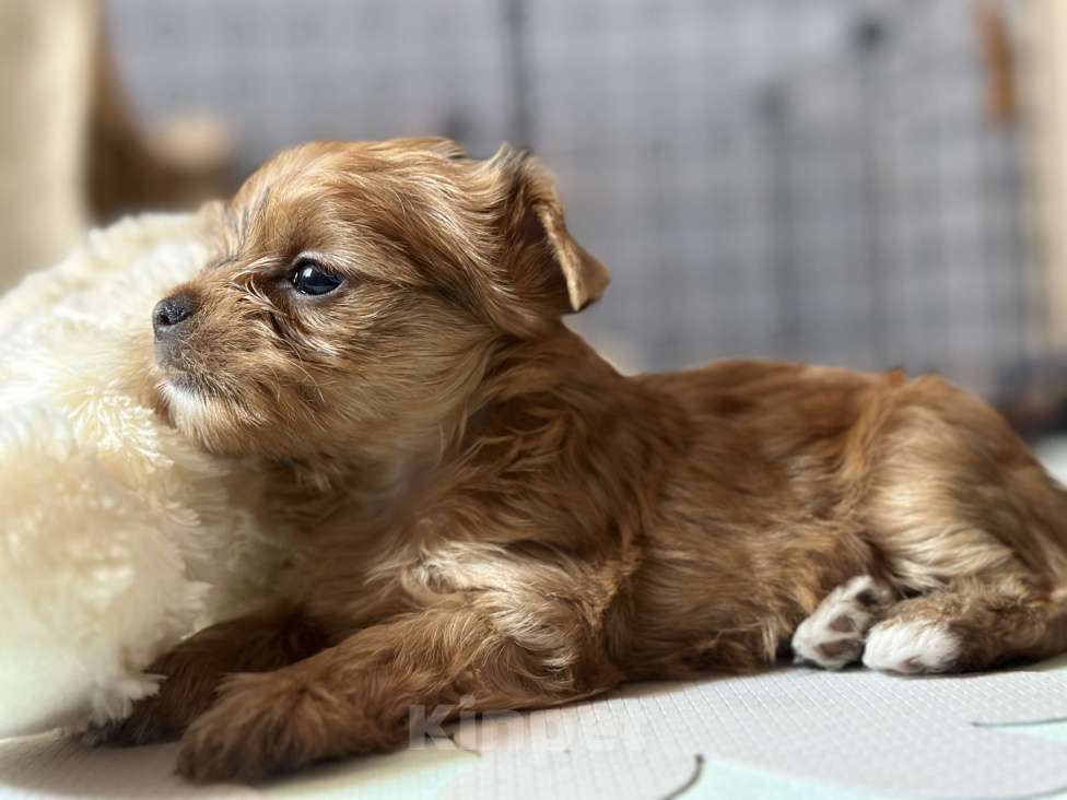 Собаки в Казани: Голддаст, Йорк, девочка, мини, бейби фейс Девочка, 60 000 руб. - фото 6