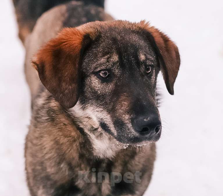 Собаки в Москве: Умные и позитивные пёсики (1,5 г.) ищут дом Мальчик, Бесплатно - фото 5