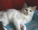 Кошки в Москве: Кошка Сара 1 год, стерилизована и привита Девочка, Бесплатно - фото 2