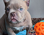 Собаки в Москве: Американский булли Микро Экзот Мальчик, 200 000 руб. - фото 3