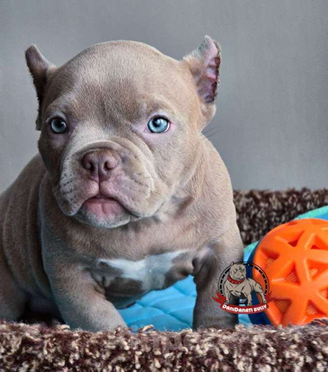Собаки в Москве: Американский булли Микро Экзот Мальчик, 200 000 руб. - фото 3