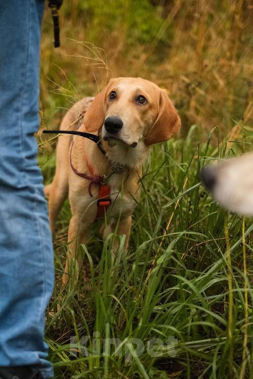 Собаки в Санкт-Петербурге: Русская гончая, щенок Рона из приюта Девочка, Бесплатно - фото 5