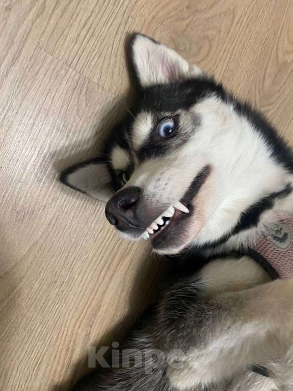 Собаки в Санкт-Петербурге: Хаски щенок Девочка, 10 000 руб. - фото 3