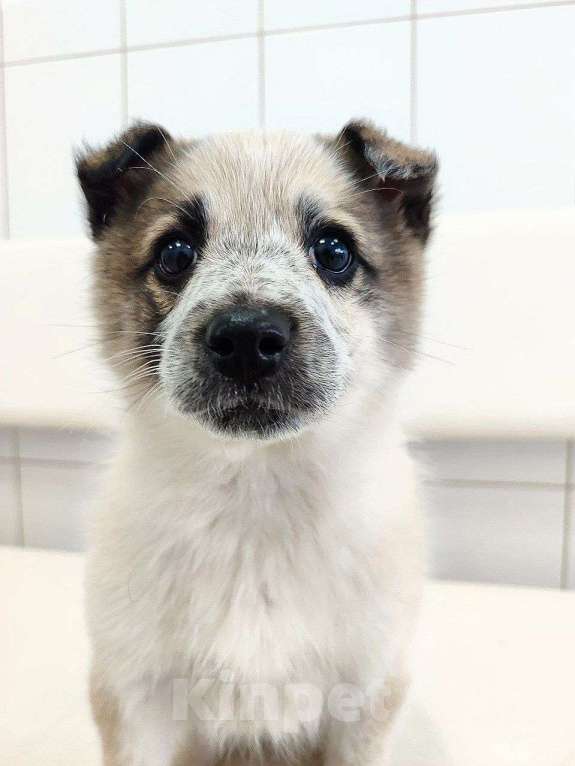 Собаки в Красноярске: Малышка Гвоздика Девочка, Бесплатно - фото 5