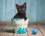 Кошки в Волжском: Черный маленький котенок Дваня в добрые руки Девочка, Бесплатно - фото 3
