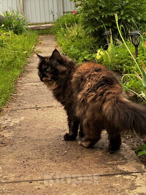 Кошки в других городах Московской области: Потерялась кошка  Девочка, 10 000 руб. - фото 2
