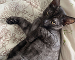 Кошки в Красноярске: Котята Мальчик, Бесплатно - фото 2