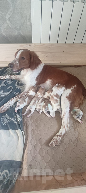 Собаки в Раменском: Щенки породы Эпаньоль Бретон от рабочих родителей Девочка, 50 000 руб. - фото 7