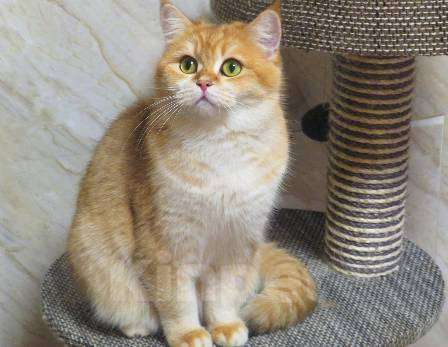 Кошки в Москве: Шотландская кошечка в золотой шубке Девочка, 20 000 руб. - фото 1