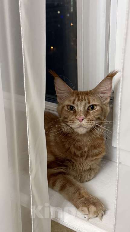 Кошки в Москве: Кошка Мейн кун Девочка, 18 000 руб. - фото 4