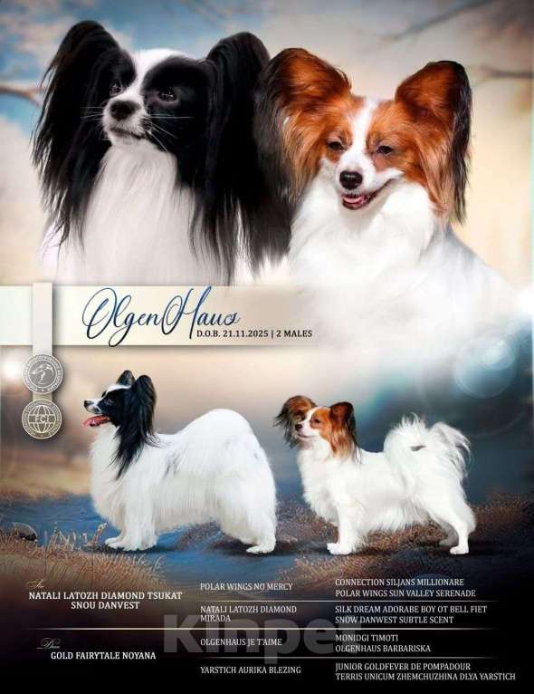 Собаки в Москве: Щенок папийона Мальчик, 80 000 руб. - фото 4