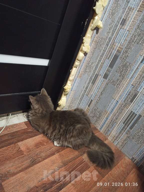 Кошки в Ростове-на-Дону: Кошечка Пухля Девочка, Бесплатно - фото 4