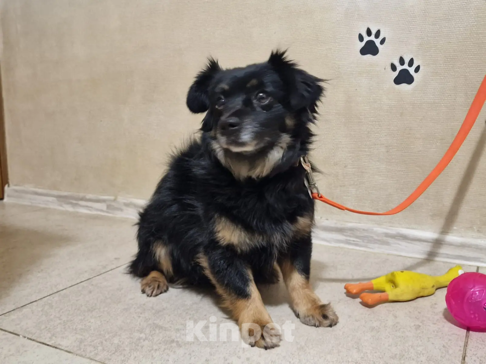 Собаки в Краснодаре: Ищу своего жадину который не отдаст меня ни кому  Девочка, 1 руб. - фото 2