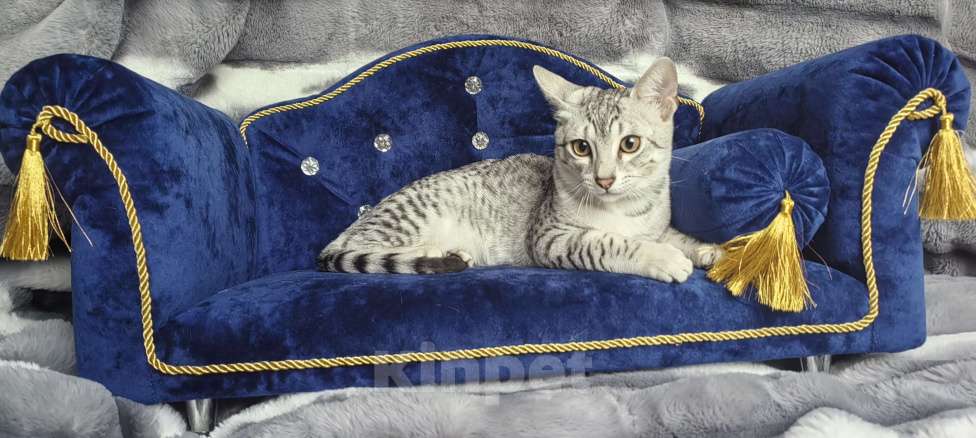 Кошки в Санкт-Петербурге: Котята Мау Дионис Мальчик, 45 000 руб. - фото 3